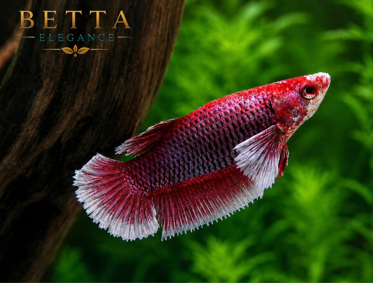 LIVE FEMALE BETTA / LAVENDER DUMBO HMPK #FM1102