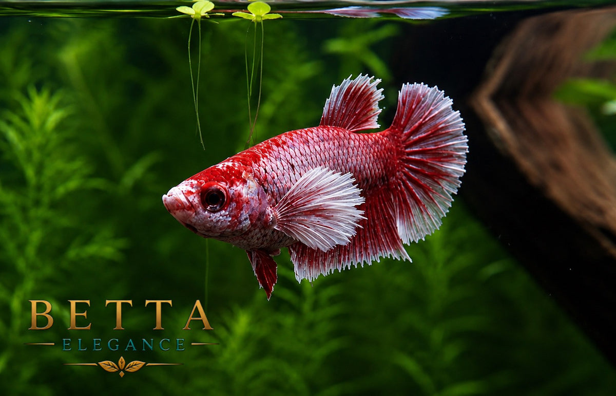 LIVE FEMALE BETTA / LAVENDER DUMBO HMPK #FM1102
