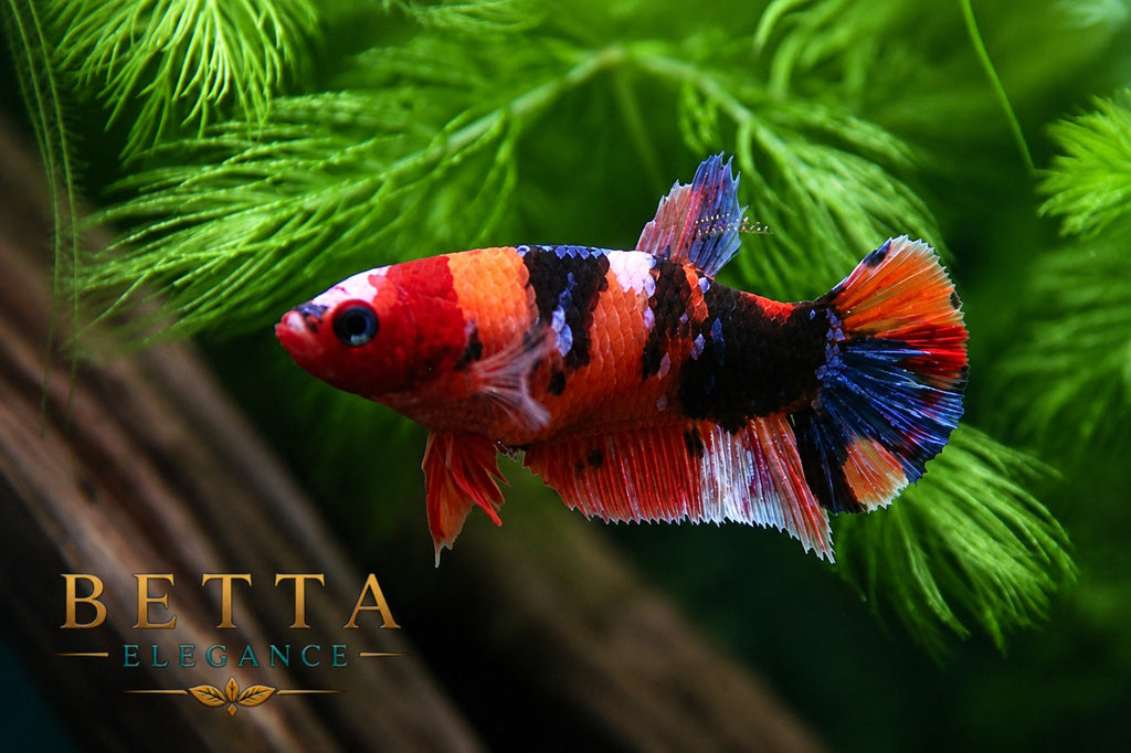 LIVE FEMALE BETTA / NEMO MULTICOLOR HMPK #FM1105