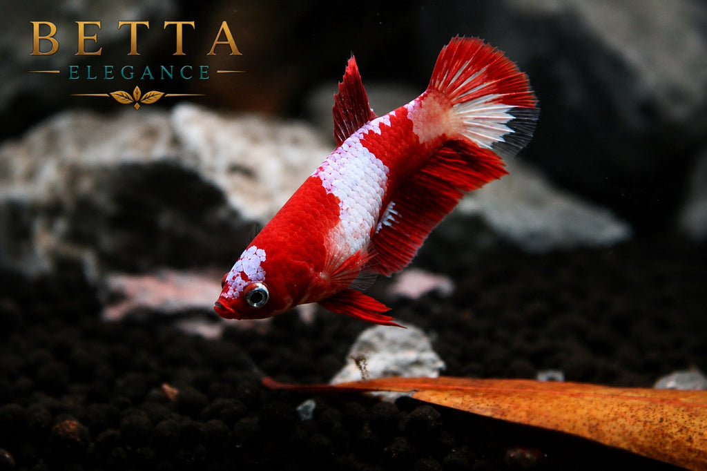 LIVE FEMALE BETTA / NEMO HMPK #FM1106
