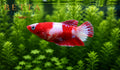 LIVE FEMALE BETTA / NEMO HMPK #FM1106