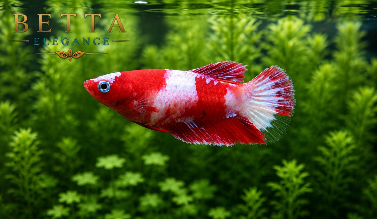 LIVE FEMALE BETTA / NEMO HMPK #FM1106