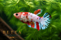 LIVE FEMALE BETTA / METALLIC NEMO HMPK #FM1107