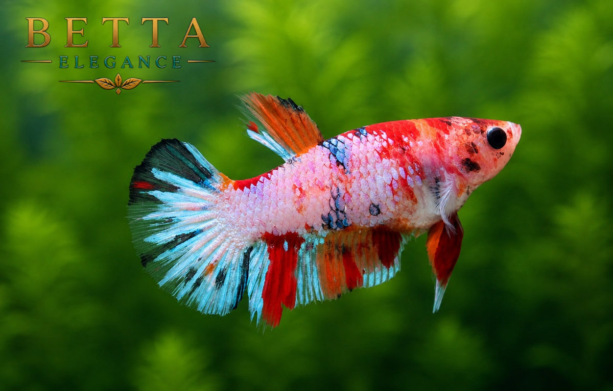 LIVE FEMALE BETTA / METALLIC NEMO HMPK #FM1107