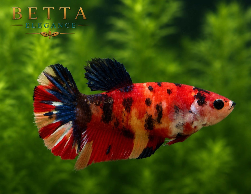 LIVE FEMALE BETTA / NEMO CANDY HMPK #FM1108