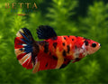 LIVE FEMALE BETTA / NEMO CANDY HMPK #FM1108