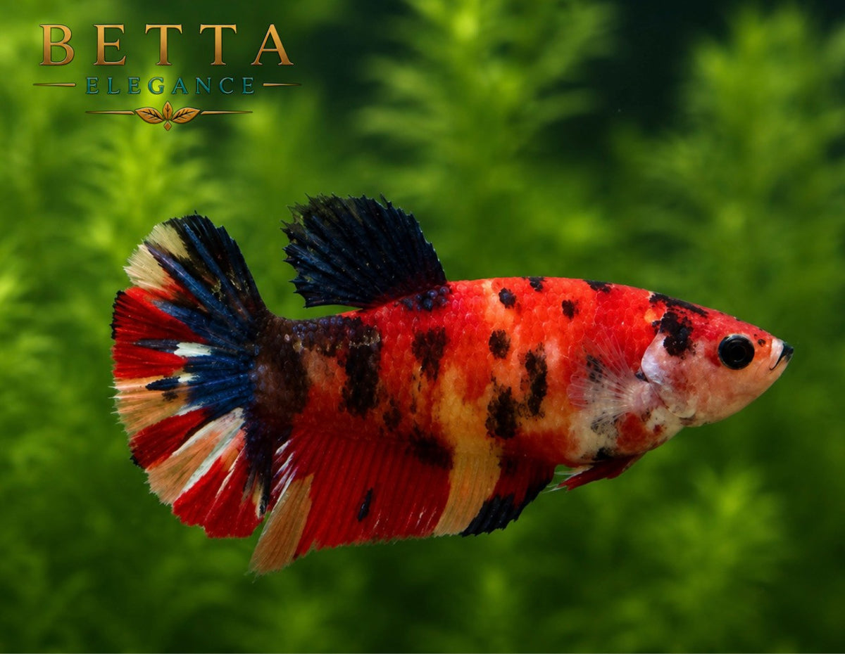 LIVE FEMALE BETTA / NEMO CANDY HMPK #FM1108