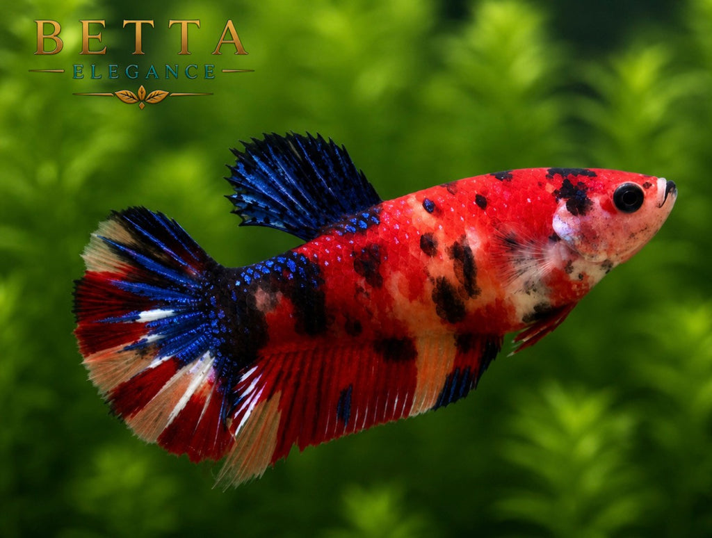 LIVE FEMALE BETTA / NEMO CANDY HMPK #FM1108