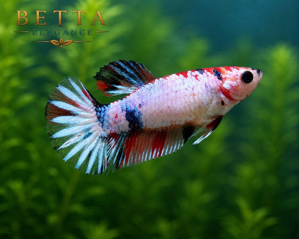 LIVE FEMALE BETTA / METALLIC NEMO HMPK #FM1109
