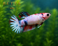 LIVE FEMALE BETTA / METALLIC NEMO HMPK #FM1109