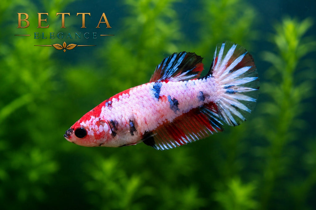 LIVE FEMALE BETTA / METALLIC NEMO HMPK #FM1109