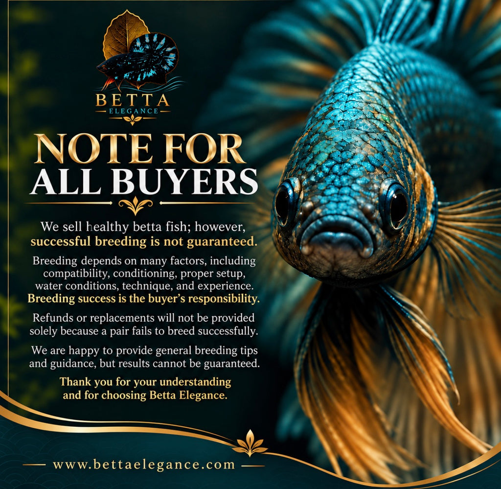 EXOTIC LIVE MALE BETTA / HELLBOY BLUE STAR HMPK #ML1230