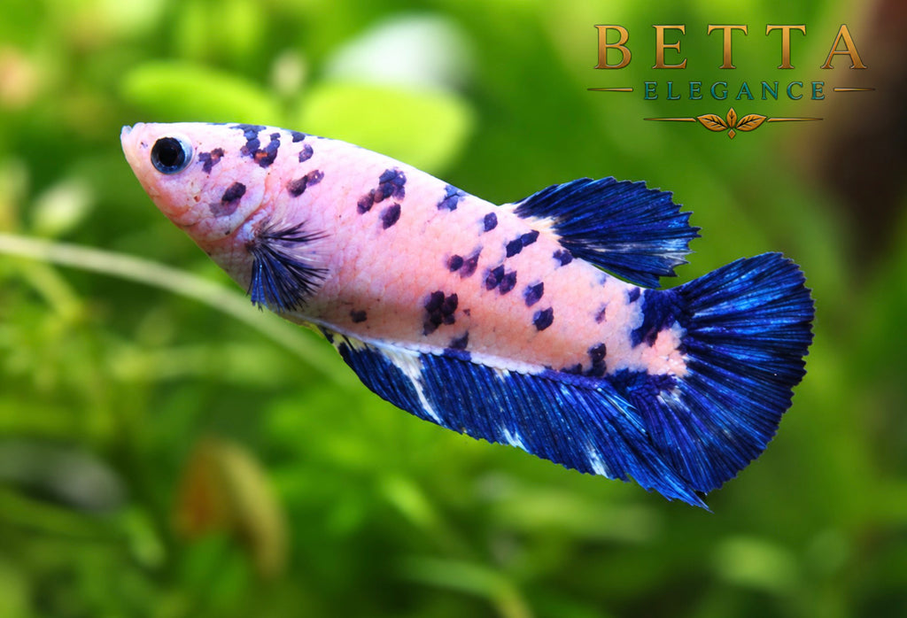 LIVE FEMALE BETTA / MARBLE BLUE RIM MILK COW HMPK #FM1103