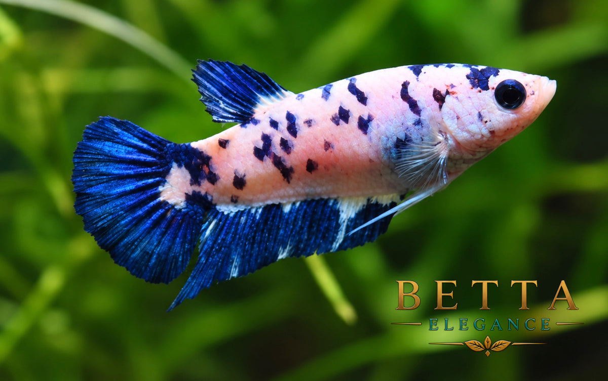 LIVE FEMALE BETTA / MARBLE BLUE RIM MILK COW HMPK #FM1103