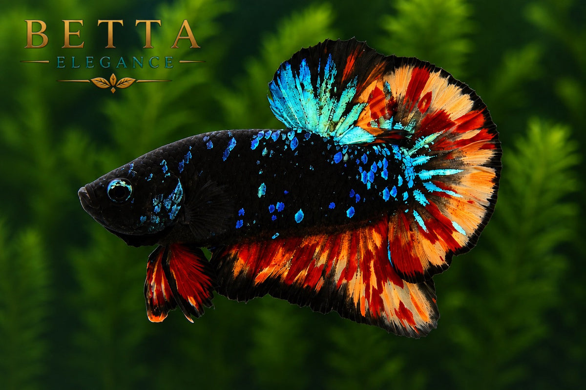LIVE MALE BETTA / BLACK BLUE NEMO GALAXY HMPK  #ML1200