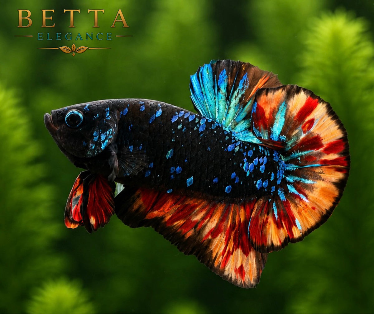 LIVE MALE BETTA / BLACK BLUE NEMO GALAXY HMPK  #ML1200