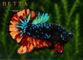 LIVE MALE BETTA / BLACK BLUE NEMO GALAXY HMPK  #ML1200