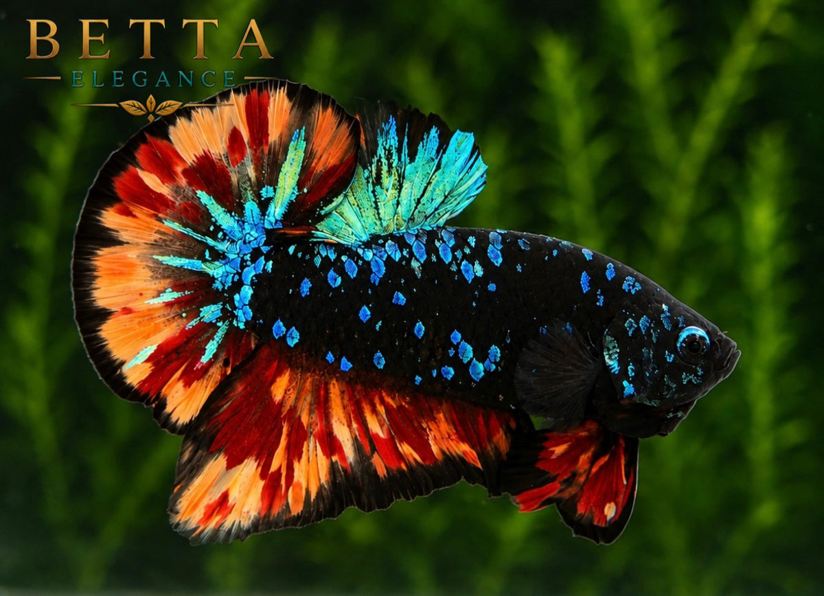 LIVE MALE BETTA / BLACK BLUE NEMO GALAXY HMPK  #ML1200