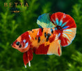 LIVE MALE BETTA / NEMO GALAXY HMPK  #ML1201