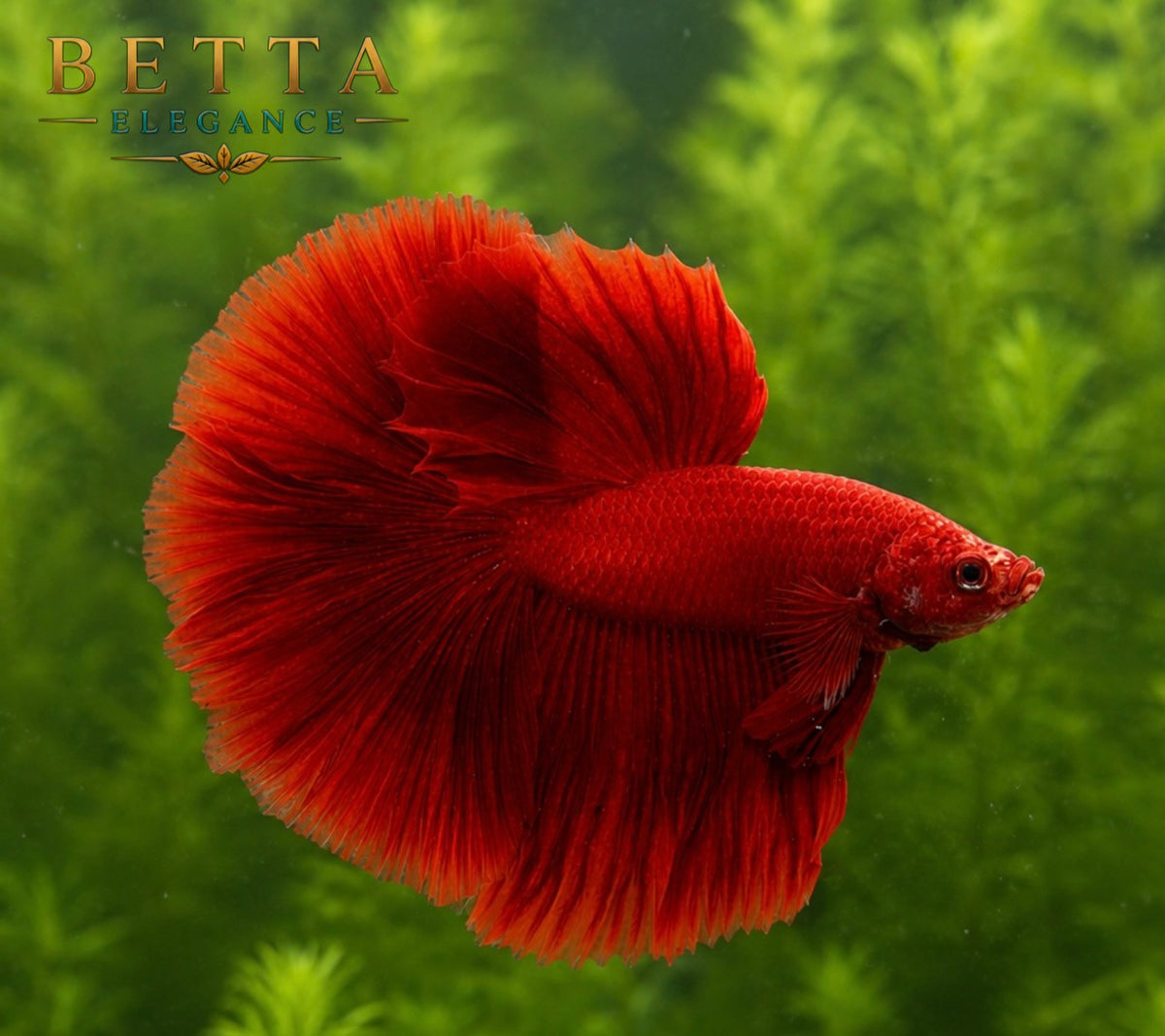 LIVE MALE BETTA / SUPER RED HALFMOON  #ML1203