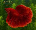 LIVE MALE BETTA / SUPER RED HALFMOON  #ML1203