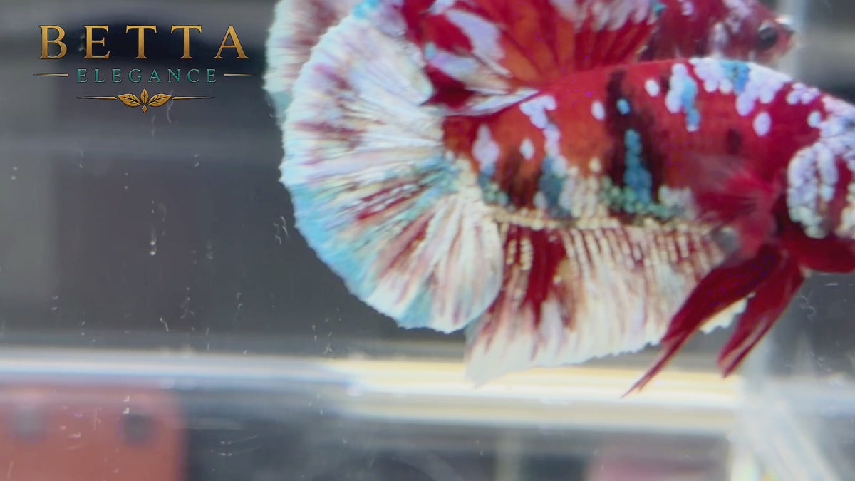 LIVE MALE BETTA / RED GALAXY HMPK #ML1241