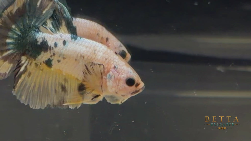 LIVE MALE BETTA / FANCY YELLOW HMPK #ML1246