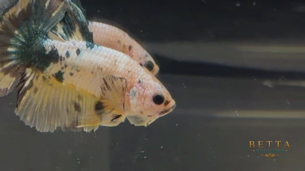 LIVE MALE BETTA / FANCY YELLOW HMPK #ML1246