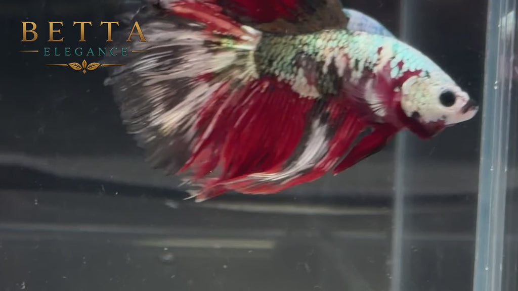 LIVE MALE BETTA / RED GALAXY HALFMOON #ML1251
