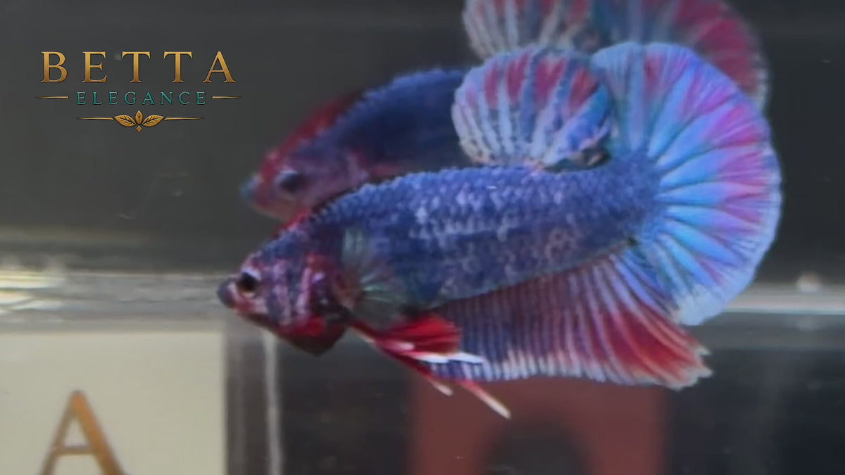 LIVE MALE BETTA / JUVENILE BLACK BLUE GALAXY HMPK #ML1248