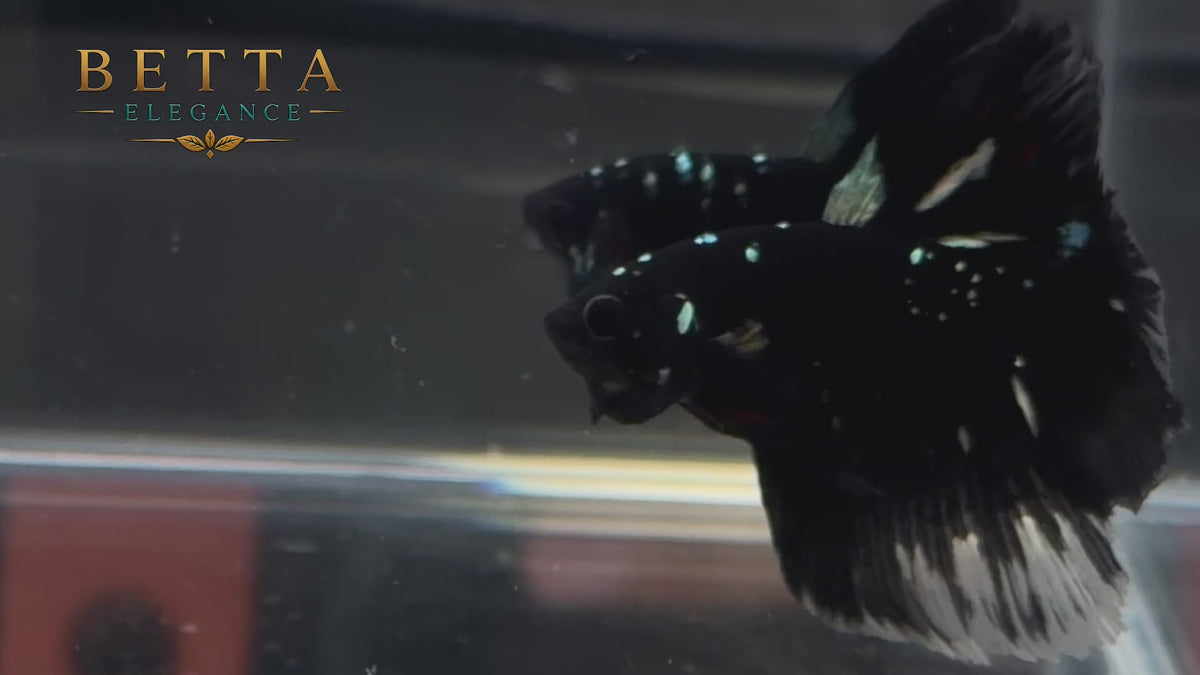 EXOTIC LIVE MALE BETTA / BLACK GALAXY HALFMOON #ML1252