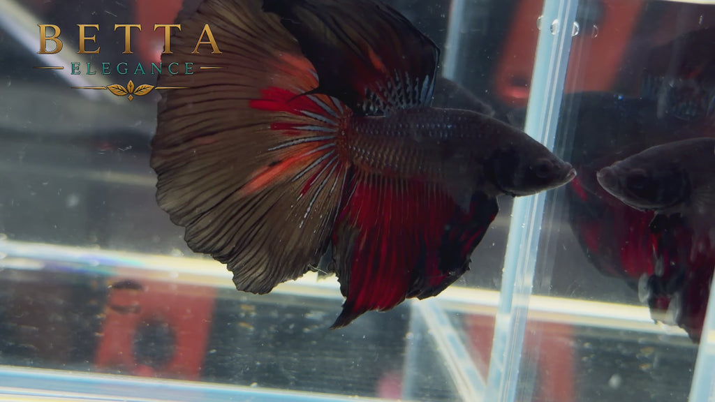 LIVE MALE BETTA / BLACK AVATAR HALFMOON #ML1229