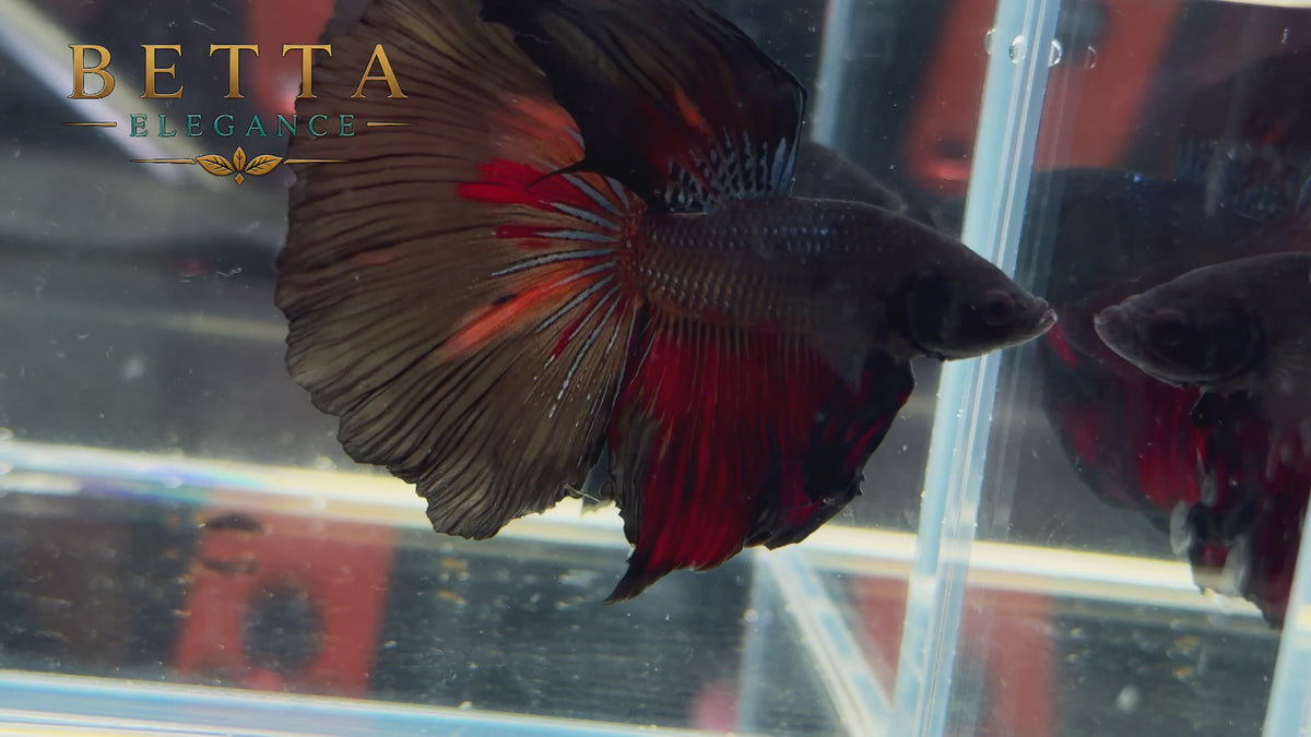LIVE MALE BETTA / BLACK AVATAR HALFMOON #ML1229