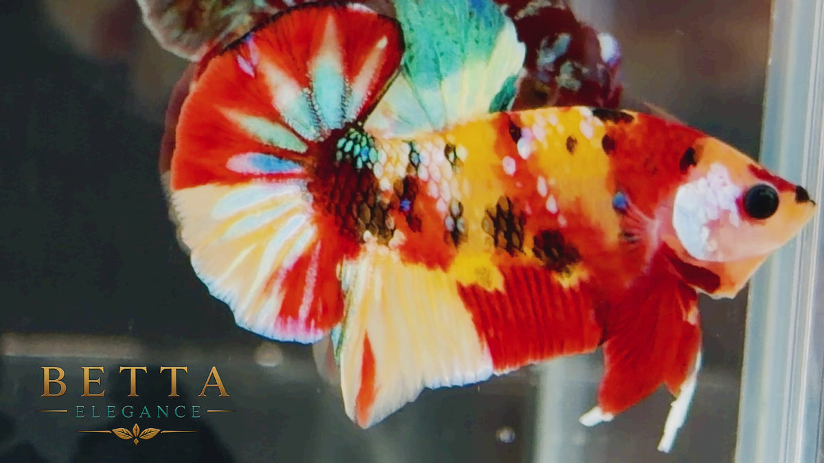LIVE MALE BETTA / NEMO GALAXY HMPK  #ML1201