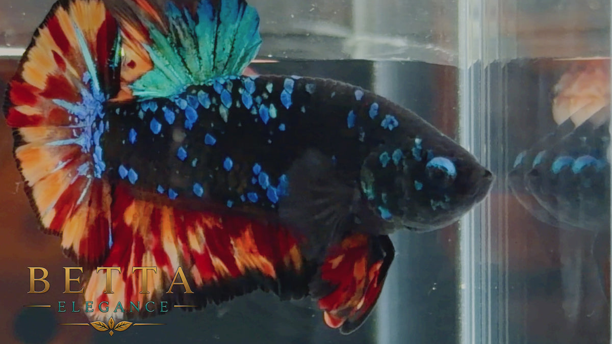 LIVE MALE BETTA / BLACK BLUE NEMO GALAXY HMPK  #ML1200