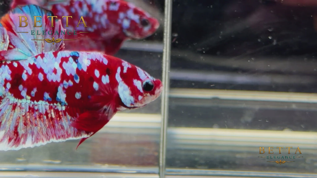 LIVE MALE BETTA / RED GALAXY KOI HMPK #ML1213