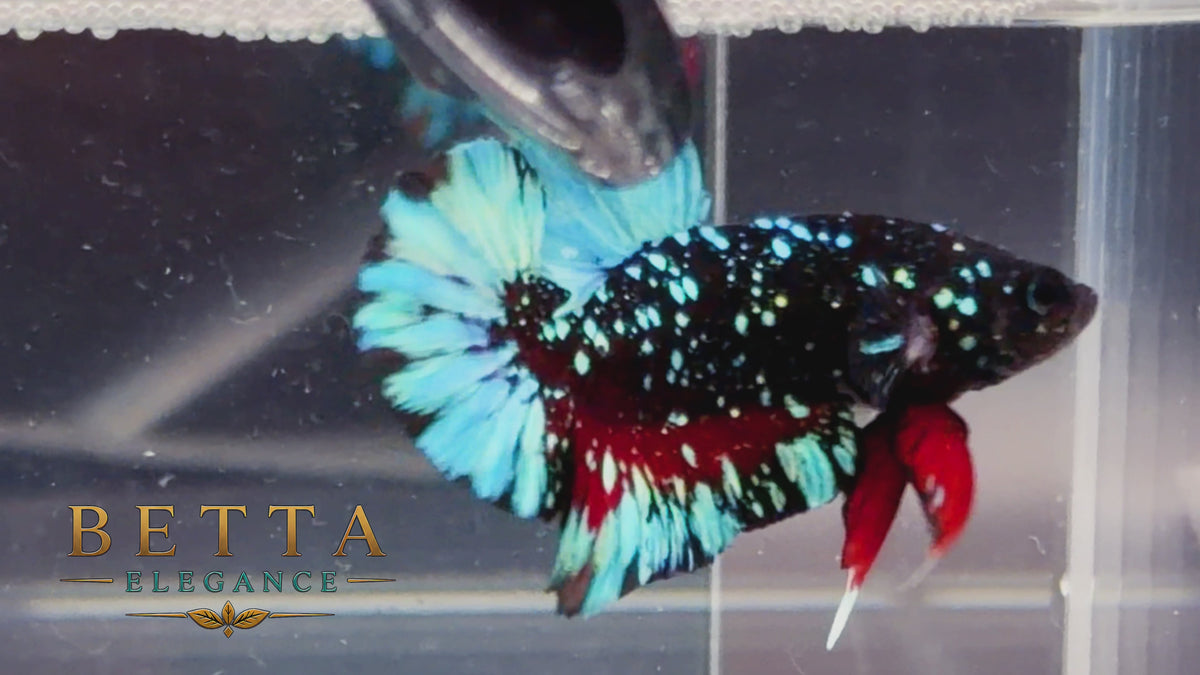 LIVE MALE BETTA / BLACK BLUE GALAXY AVATAR HMPK #ML1207
