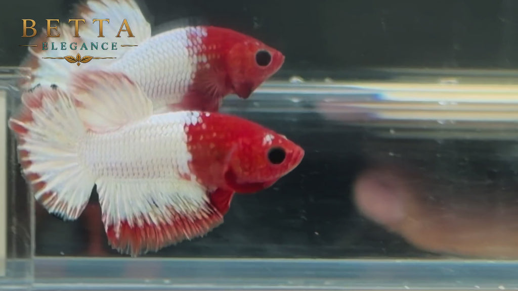 LIVE MALE BETTA / FANCY COPPER HMPK #ML1244