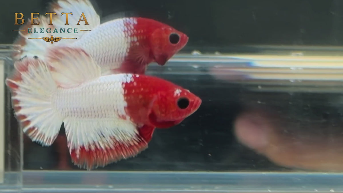 LIVE MALE BETTA / FANCY COPPER HMPK #ML1244