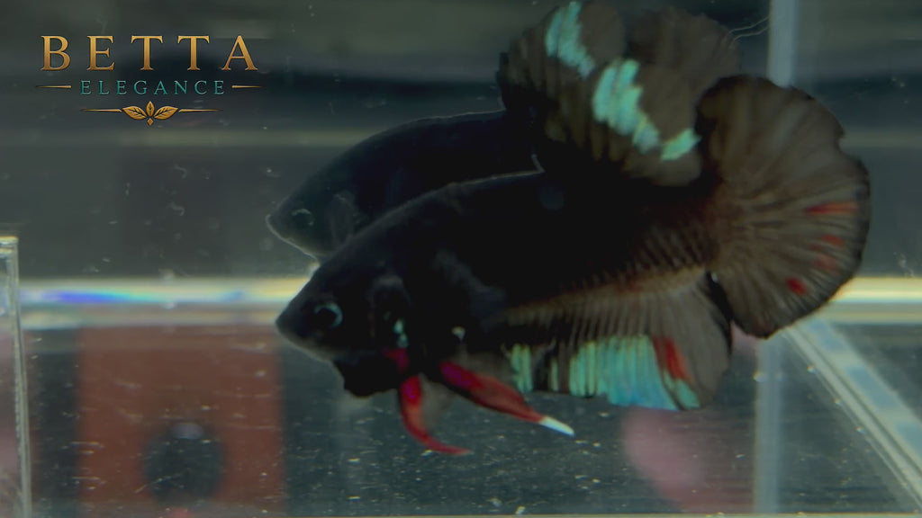 LIVE MALE BETTA / BLACK AVATAR HMPK #ML1227