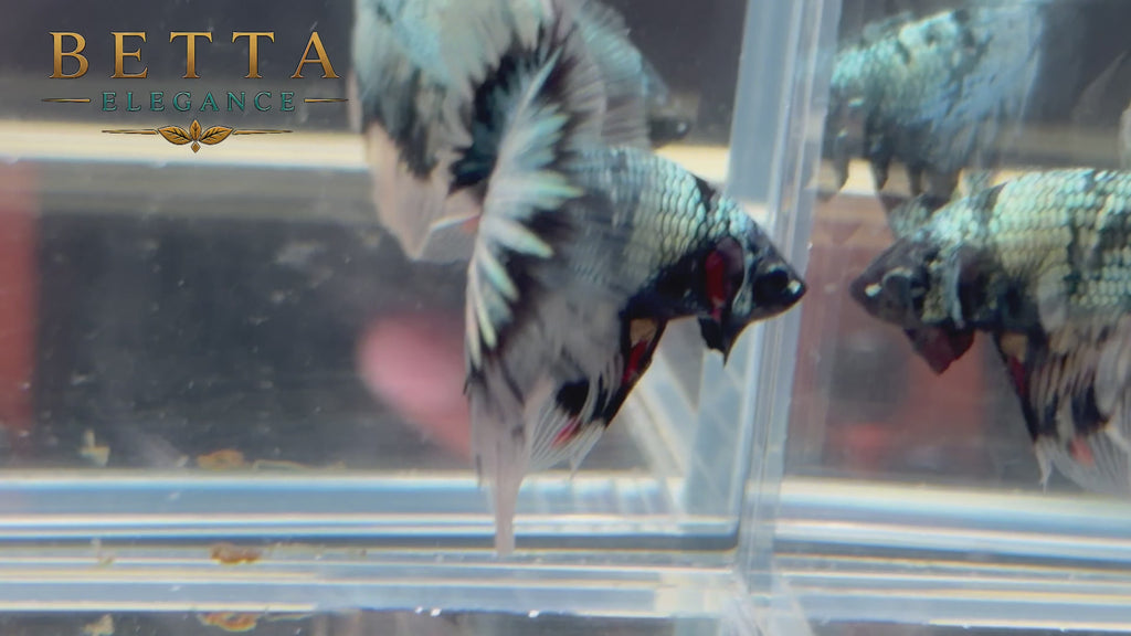 LIVE MALE BETTA / BLACK COPPER HALFMOON #ML1233