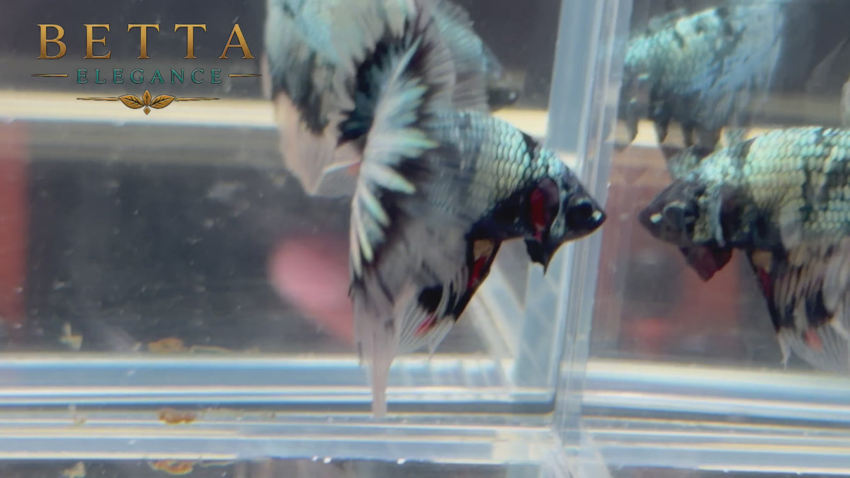 LIVE MALE BETTA / BLACK COPPER HALFMOON #ML1233