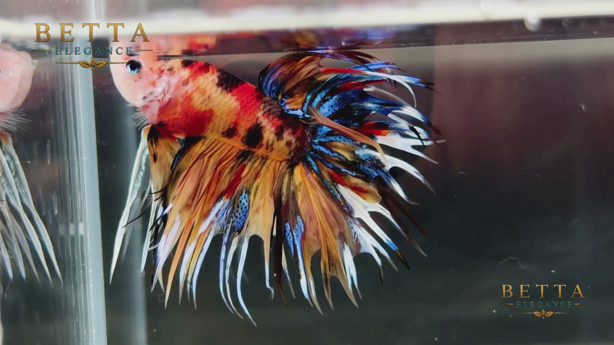LIVE MALE BETTA / NEMO GALAXY CROWNTAIL #ML1211