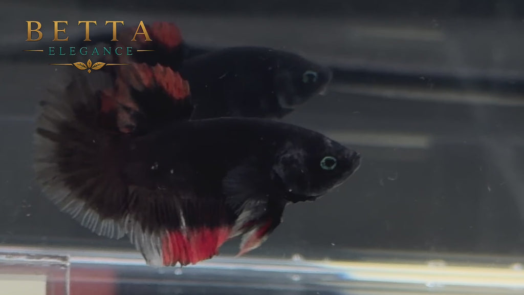 LIVE MALE BETTA / BLACK LAVA BUTTERFLY HMPK #ML1245
