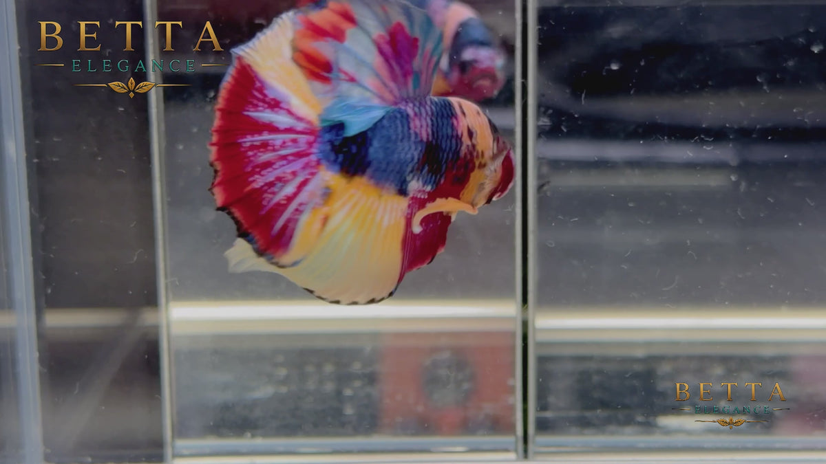 LIVE MALE BETTA / NEMO GALAXY HMPK #ML1212