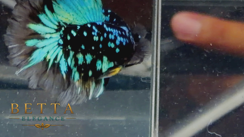 LIVE MALE BETTA / BLACK BLUE GALAXY HALFMOON #ML1208