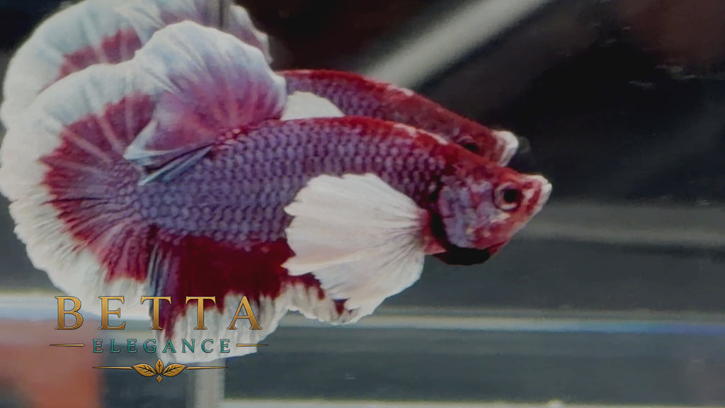 LIVE MALE BETTA / LAVENDER DUMBO HMPK #ML1206
