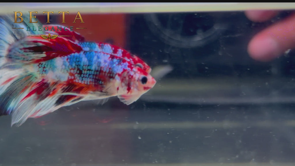 LIVE MALE BETTA / NEMO GALAXY HALFMOON #ML1232