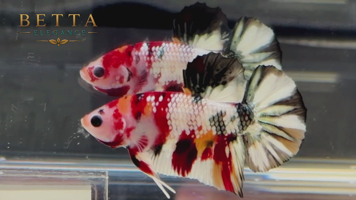 LIVE MALE BETTA / NEMO GALAXY METALLIC HMPK #ML1243