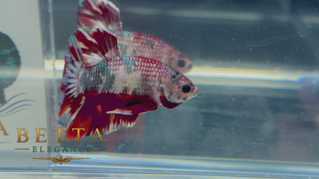 LIVE MALE BETTA / NEMO COPPER HMPK #ML1223